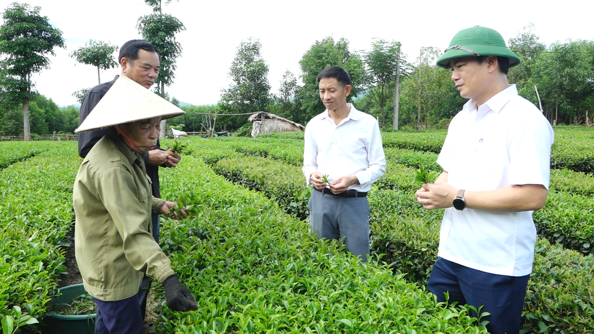 Kiểm tra thực trạng vùng chè, chuẩn bị ra mắt Tổ hợp tác chè Tân Tiến