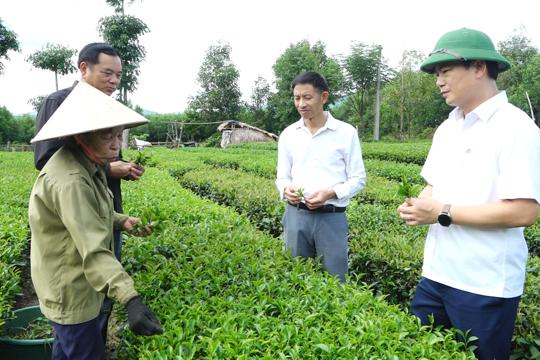 Kiểm tra thực trạng vùng chè, chuẩn bị ra mắt Tổ hợp tác chè Tân Tiến